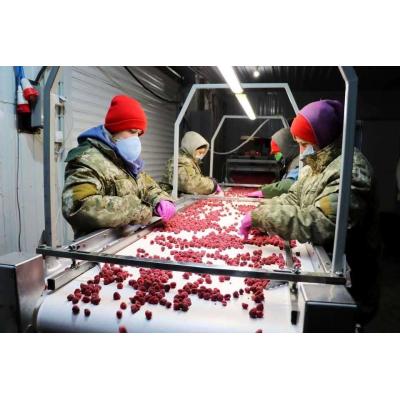 Холодильна та морозильна камери для Заморозки малини і суниці